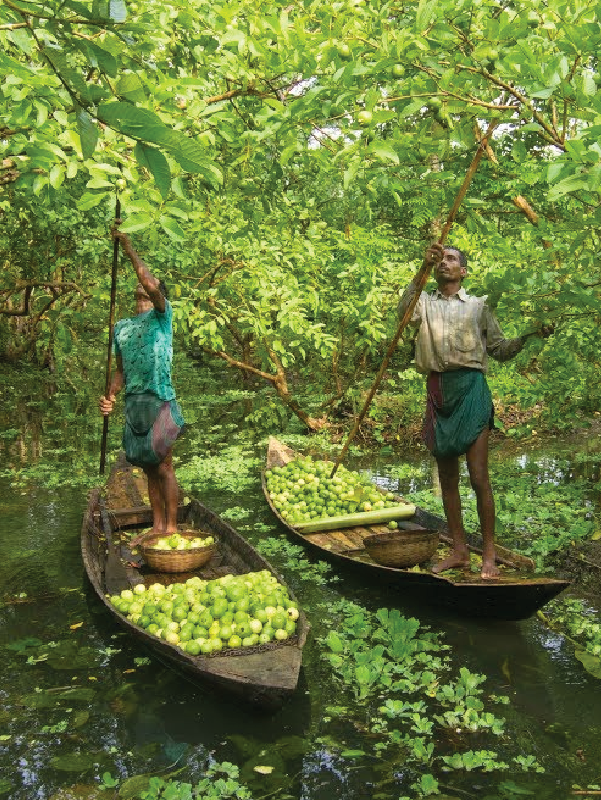 Barishal - Guava Garden